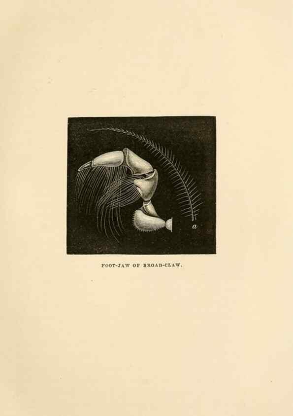 Reproducción/Reproduction 8536061539: The aquarium: an unveiling of the wonders of the deep sea.. London,J. Van Voorst,1856.