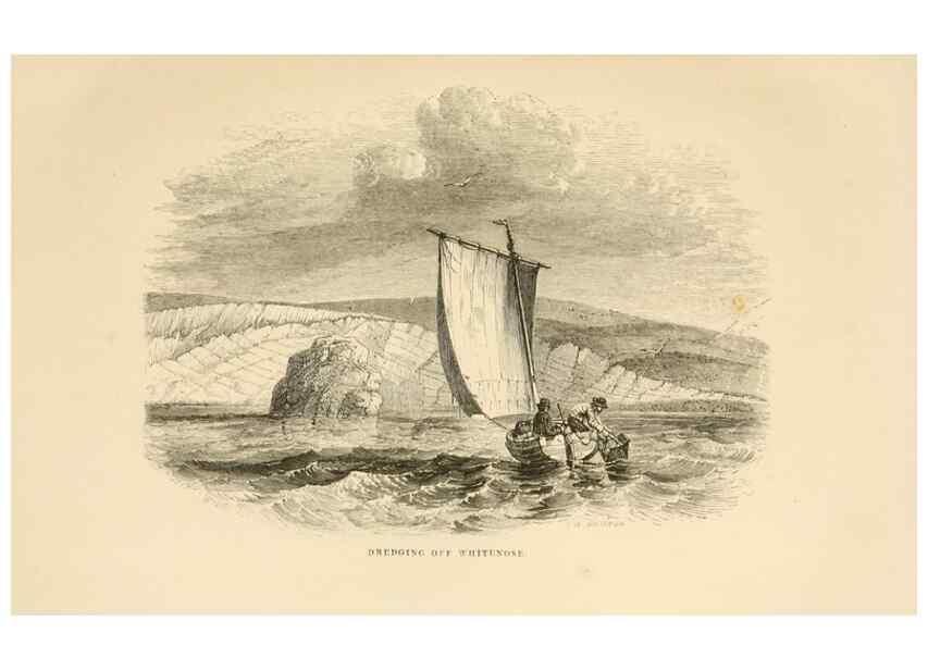 Reproducción/Reproduction 8536062063: The aquarium: an unveiling of the wonders of the deep sea.. London,J. Van Voorst,1856.