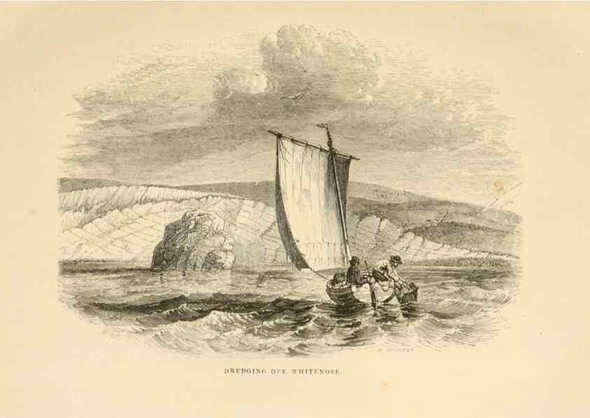 Reproducción/Reproduction 8536062063: The aquarium: an unveiling of the wonders of the deep sea.. London,J. Van Voorst,1856.