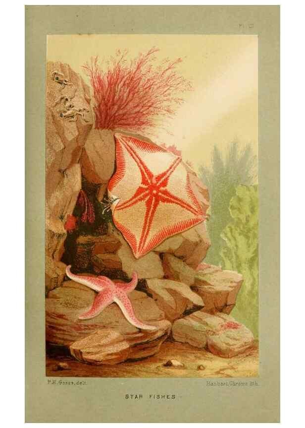 Reproducción/Reproduction 8537166984: The aquarium: an unveiling of the wonders of the deep sea.. London,J. Van Voorst,1856.