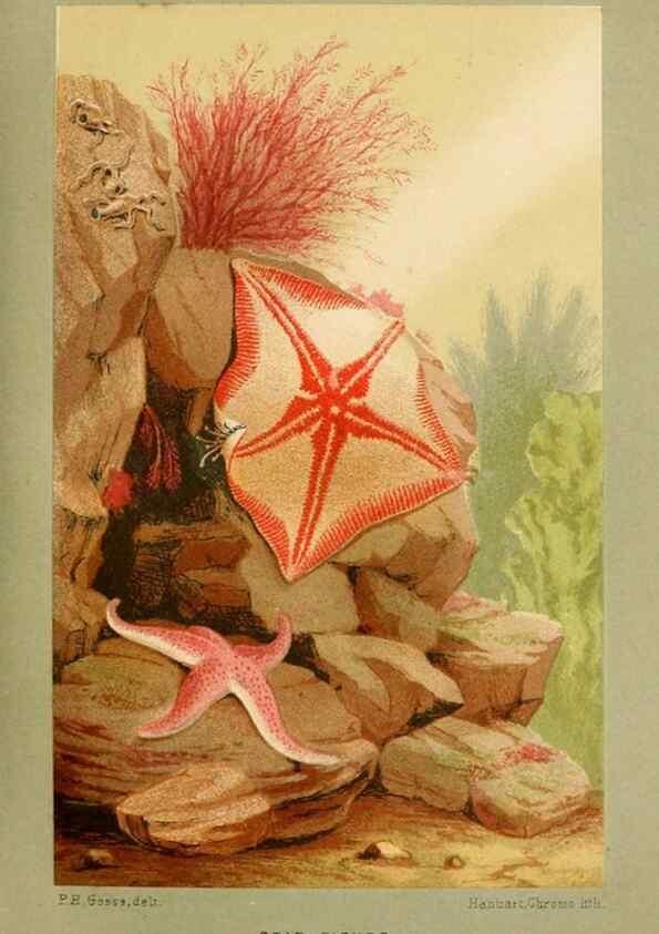 Reproducción/Reproduction 8537166984: The aquarium: an unveiling of the wonders of the deep sea.. London,J. Van Voorst,1856.