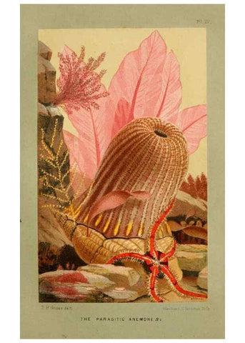 Reproducción/Reproduction 8537168092: The aquarium: an unveiling of the wonders of the deep sea.. London,J. Van Voorst,1856.