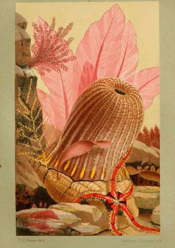 Reproducción/Reproduction 8537168092: The aquarium: an unveiling of the wonders of the deep sea.. London,J. Van Voorst,1856.