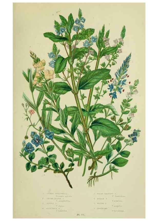 Reproducción/Reproduction 8518721874: The flowering plants, grasses, sedges, & ferns of Great Britain. London,F. Warne,1905.