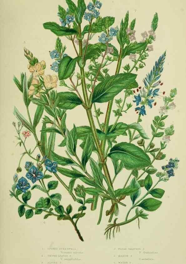 Reproducción/Reproduction 8518721874: The flowering plants, grasses, sedges, & ferns of Great Britain. London,F. Warne,1905.