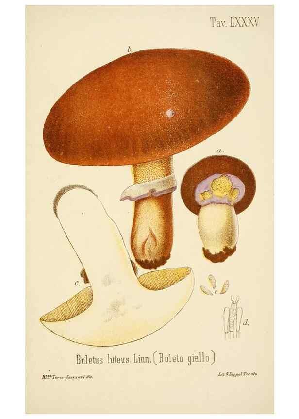 Reproducción/Reproduction 8574891266: I funghi mangerecci e velenosi dell'Europa media,. Trento,G. Zippel,1906.