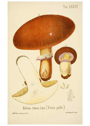 Reproducción/Reproduction 8574891266: I funghi mangerecci e velenosi dell'Europa media,. Trento,G. Zippel,1906.