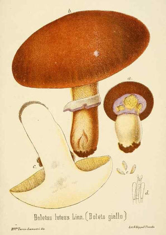 Reproducción/Reproduction 8574891266: I funghi mangerecci e velenosi dell'Europa media,. Trento,G. Zippel,1906.