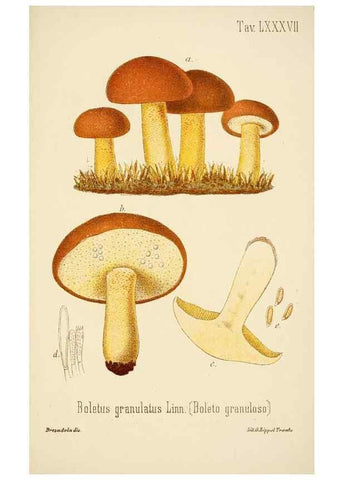 Reproducción/Reproduction 8574891928: I funghi mangerecci e velenosi dell'Europa media,. Trento,G. Zippel,1906.