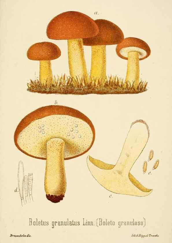 Reproducción/Reproduction 8574891928: I funghi mangerecci e velenosi dell'Europa media,. Trento,G. Zippel,1906.