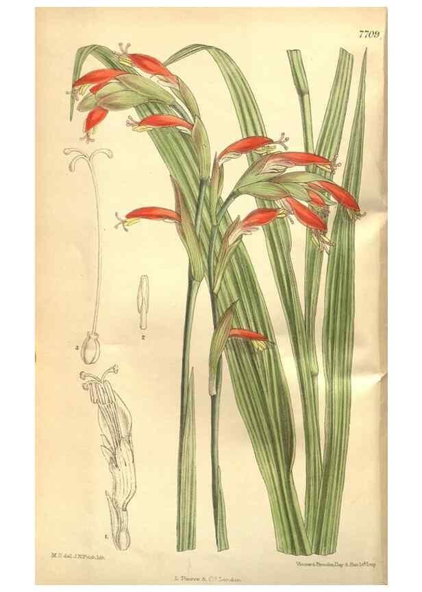 Reproducción/Reproduction 8635507900: Curtis's botanical magazine.. London ;New York [etc.] :Academic Press [etc.]