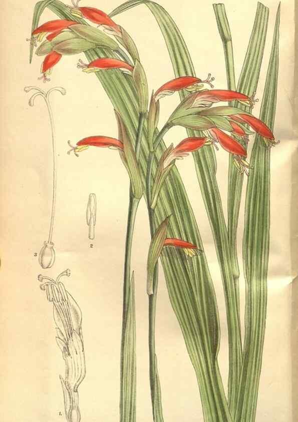 Reproducción/Reproduction 8635507900: Curtis's botanical magazine.. London ;New York [etc.] :Academic Press [etc.]