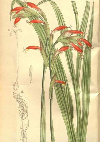 Reproducción/Reproduction 8635507900: Curtis's botanical magazine.. London ;New York [etc.] :Academic Press [etc.]