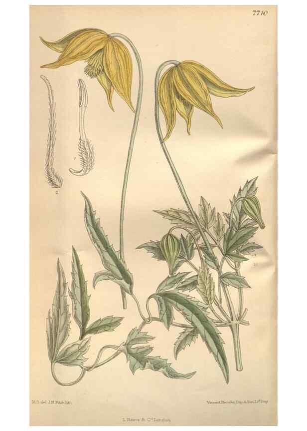 Reproducción/Reproduction 8635508550: Curtis's botanical magazine.. London ;New York [etc.] :Academic Press [etc.]
