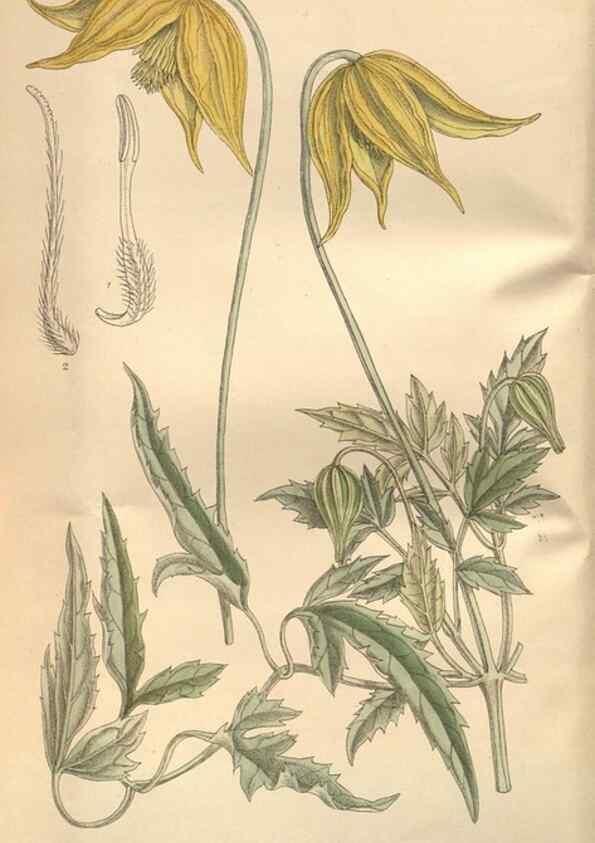 Reproducción/Reproduction 8635508550: Curtis's botanical magazine.. London ;New York [etc.] :Academic Press [etc.]