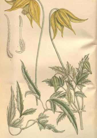 Reproducción/Reproduction 8635508550: Curtis's botanical magazine.. London ;New York [etc.] :Academic Press [etc.]