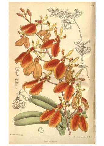Reproducción/Reproduction 8635509554: Curtis's botanical magazine.. London ;New York [etc.] :Academic Press [etc.]