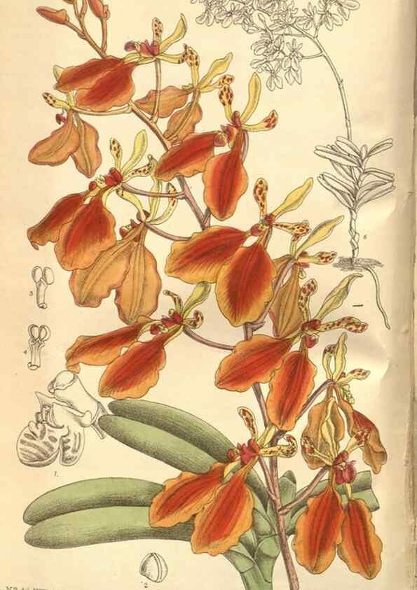 Reproducción/Reproduction 8635509554: Curtis's botanical magazine.. London ;New York [etc.] :Academic Press [etc.]