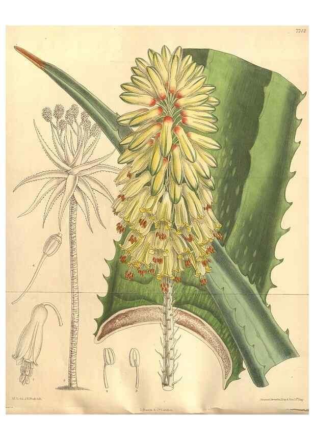 Reproducción/Reproduction 8635510118: Curtis's botanical magazine.. London ;New York [etc.] :Academic Press [etc.]