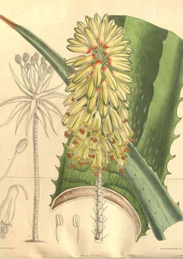 Reproducción/Reproduction 8635510118: Curtis's botanical magazine.. London ;New York [etc.] :Academic Press [etc.]