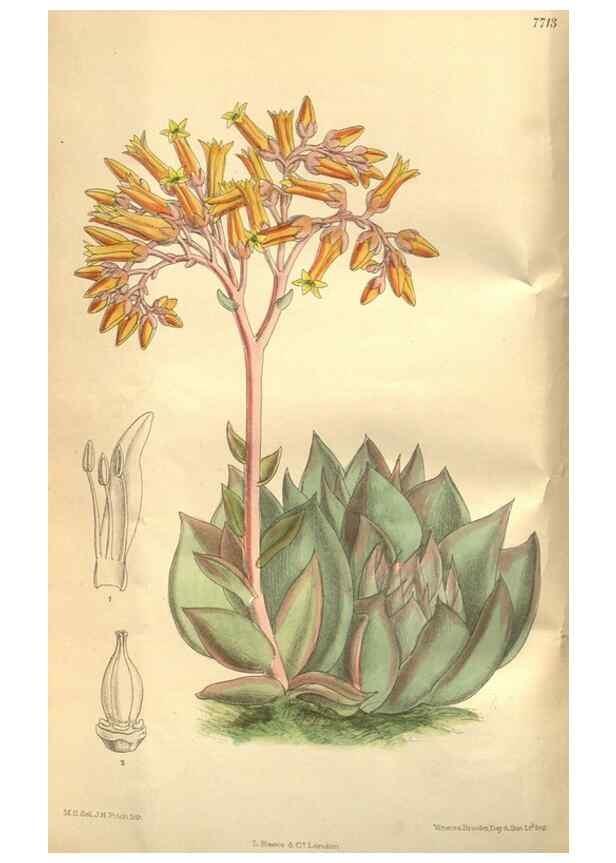 Reproducción/Reproduction 8634403911: Curtis's botanical magazine.. London ;New York [etc.] :Academic Press [etc.]