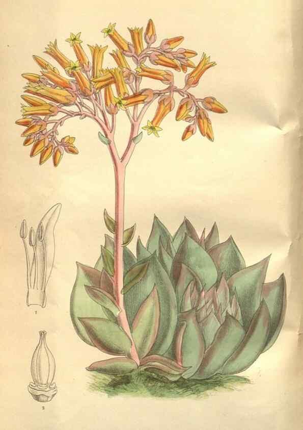 Reproducción/Reproduction 8634403911: Curtis's botanical magazine.. London ;New York [etc.] :Academic Press [etc.]