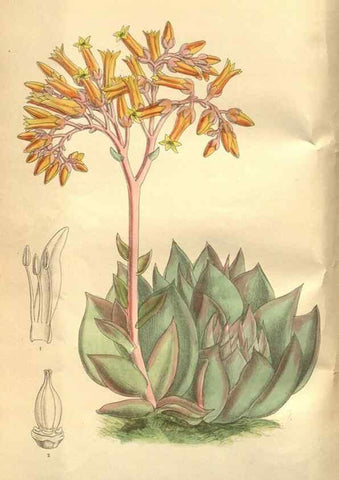 Reproducción/Reproduction 8634403911: Curtis's botanical magazine.. London ;New York [etc.] :Academic Press [etc.]