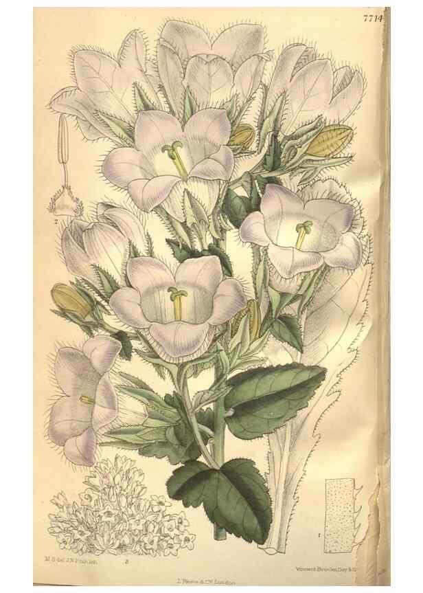Reproducción/Reproduction 8634405085: Curtis's botanical magazine.. London ;New York [etc.] :Academic Press [etc.]