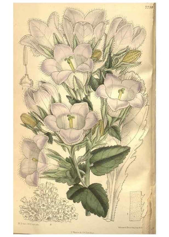Reproducción/Reproduction 8634405085: Curtis's botanical magazine.. London ;New York [etc.] :Academic Press [etc.]