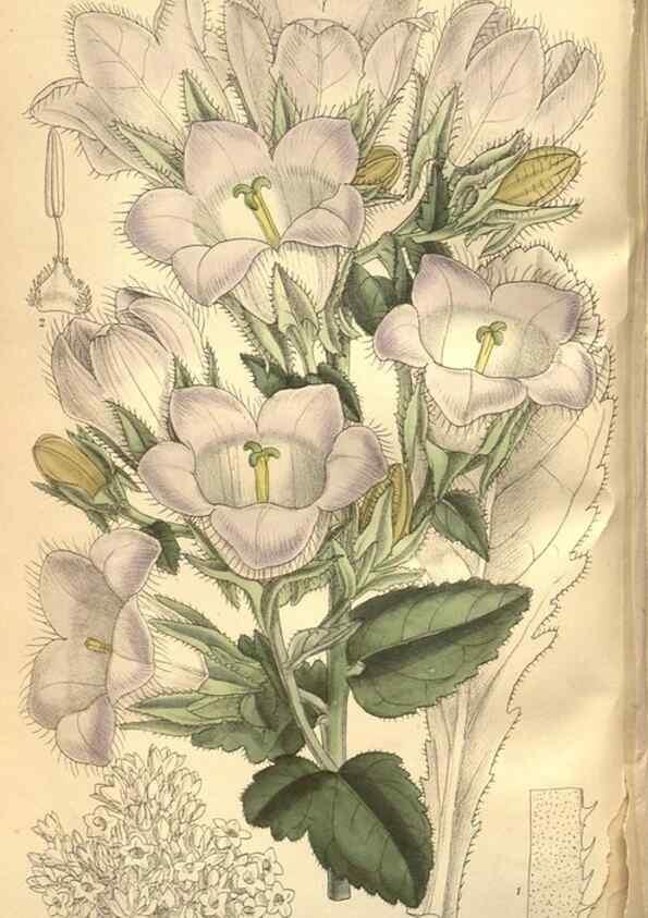 Reproducción/Reproduction 8634405085: Curtis's botanical magazine.. London ;New York [etc.] :Academic Press [etc.]