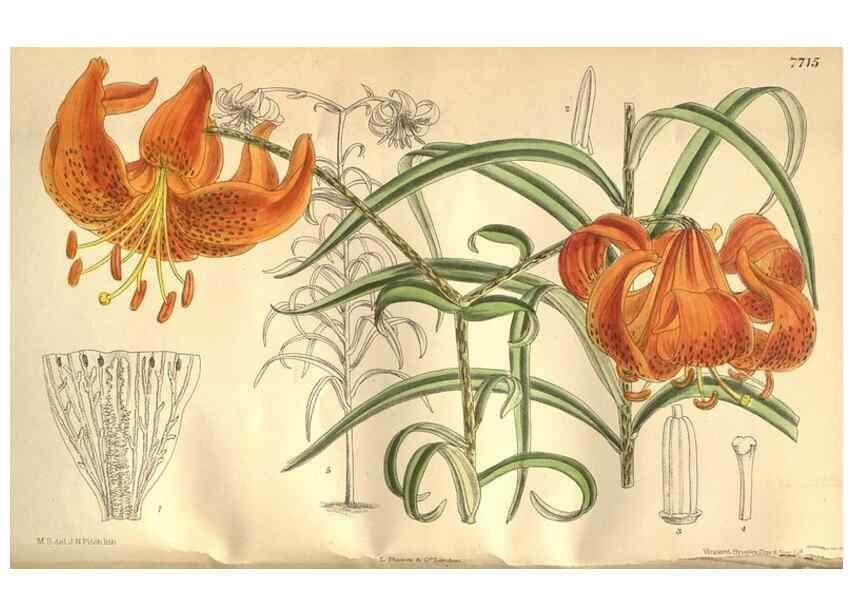 Reproducción/Reproduction 8634405509: Curtis's botanical magazine.. London ;New York [etc.] :Academic Press [etc.]