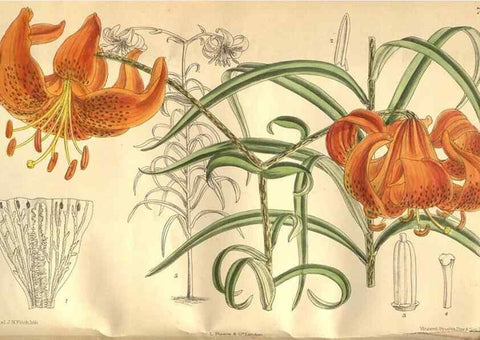 Reproducción/Reproduction 8634405509: Curtis's botanical magazine.. London ;New York [etc.] :Academic Press [etc.]