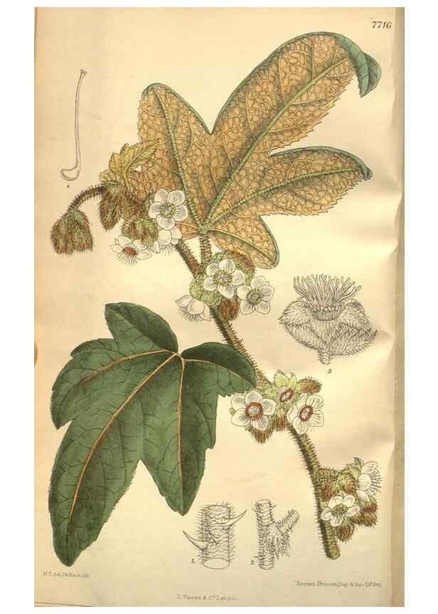 Reproducción/Reproduction 8634406411: Curtis's botanical magazine.. London ;New York [etc.] :Academic Press [etc.]