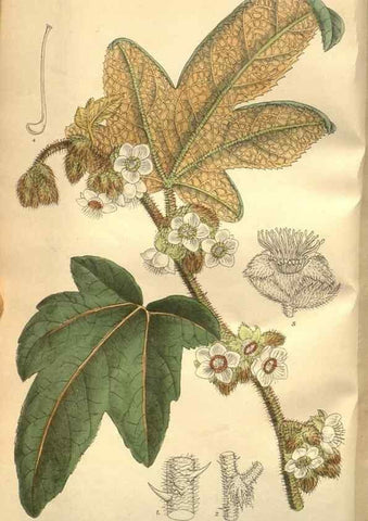Reproducción/Reproduction 8634406411: Curtis's botanical magazine.. London ;New York [etc.] :Academic Press [etc.]
