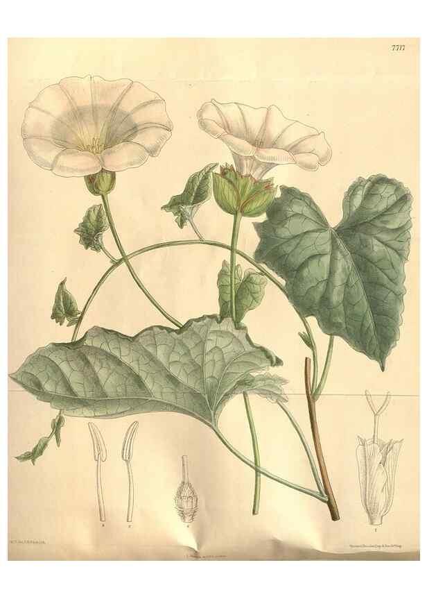 Reproducción/Reproduction 8635513750: Curtis's botanical magazine.. London ;New York [etc.] :Academic Press [etc.]