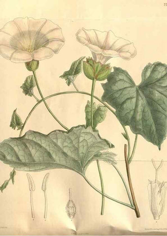 Reproducción/Reproduction 8635513750: Curtis's botanical magazine.. London ;New York [etc.] :Academic Press [etc.]