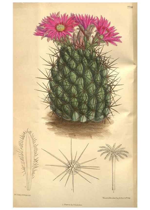 Reproducción/Reproduction 8634407765: Curtis's botanical magazine.. London ;New York [etc.] :Academic Press [etc.]
