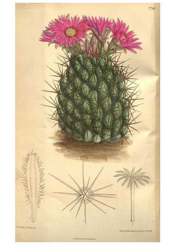 Reproducción/Reproduction 8634407765: Curtis's botanical magazine.. London ;New York [etc.] :Academic Press [etc.]