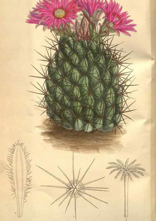 Reproducción/Reproduction 8634407765: Curtis's botanical magazine.. London ;New York [etc.] :Academic Press [etc.]