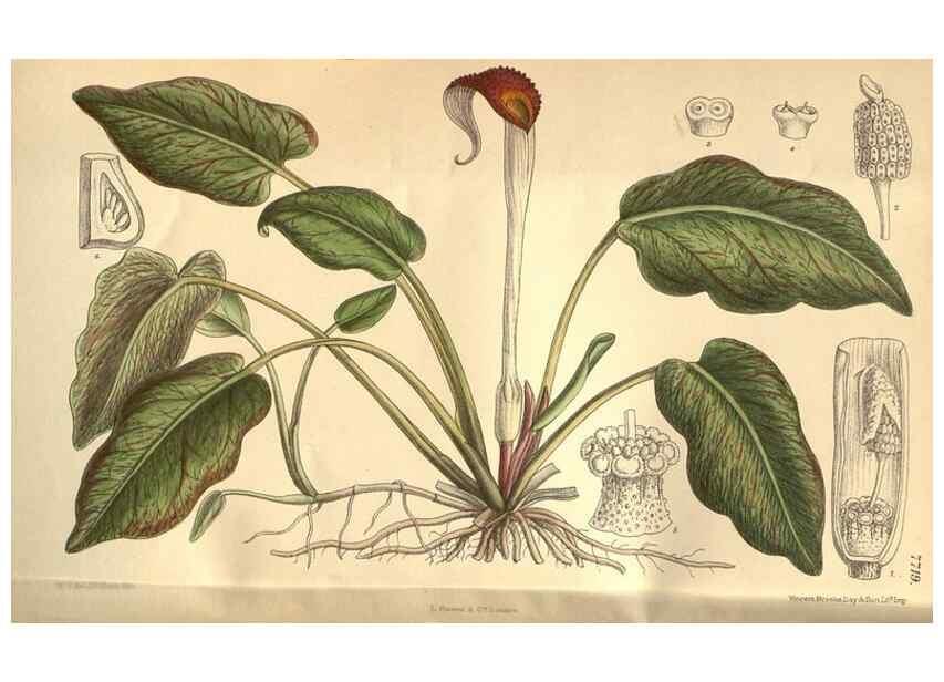 Reproducción/Reproduction 8635514968: Curtis's botanical magazine.. London ;New York [etc.] :Academic Press [etc.]