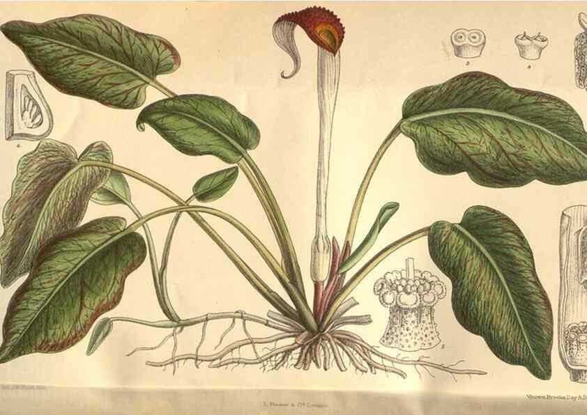 Reproducción/Reproduction 8635514968: Curtis's botanical magazine.. London ;New York [etc.] :Academic Press [etc.]