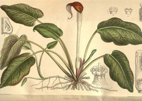 Reproducción/Reproduction 8635514968: Curtis's botanical magazine.. London ;New York [etc.] :Academic Press [etc.]