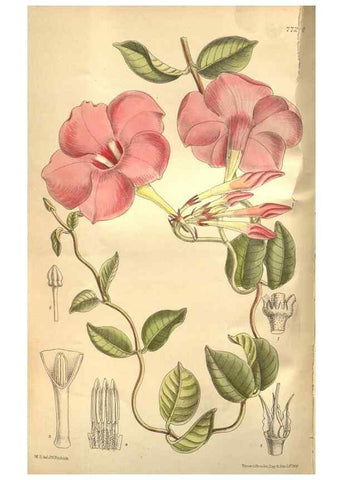 Reproducción/Reproduction 8634409049: Curtis's botanical magazine.. London ;New York [etc.] :Academic Press [etc.]