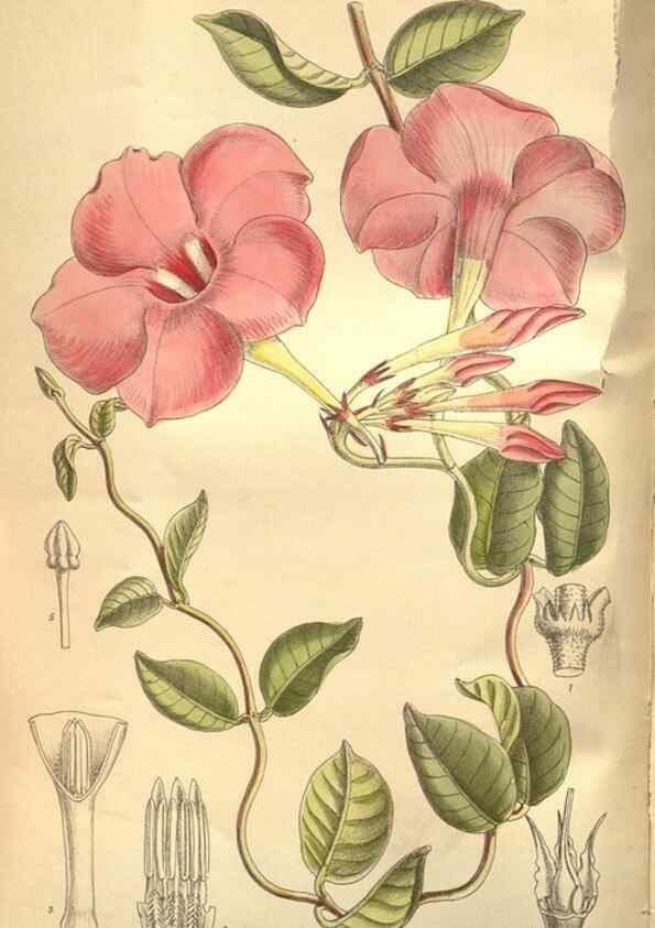 Reproducción/Reproduction 8634409049: Curtis's botanical magazine.. London ;New York [etc.] :Academic Press [etc.]
