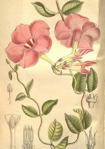 Reproducción/Reproduction 8634409049: Curtis's botanical magazine.. London ;New York [etc.] :Academic Press [etc.]