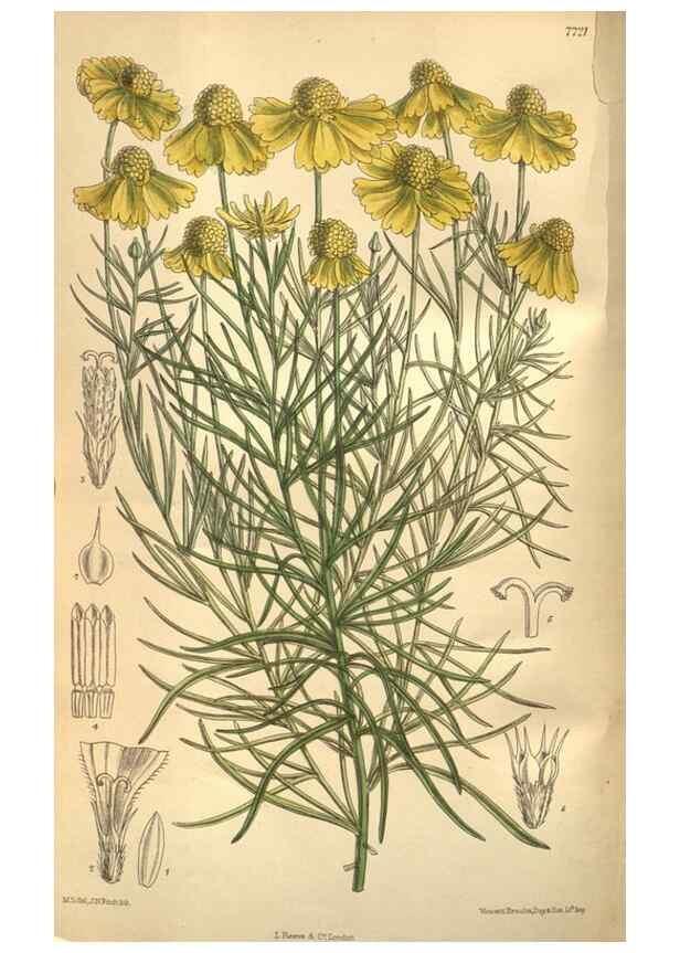 Reproducción/Reproduction 8634409885: Curtis's botanical magazine.. London ;New York [etc.] :Academic Press [etc.]
