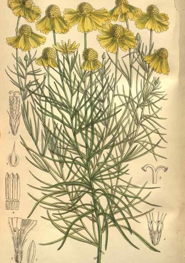 Reproducción/Reproduction 8634409885: Curtis's botanical magazine.. London ;New York [etc.] :Academic Press [etc.]
