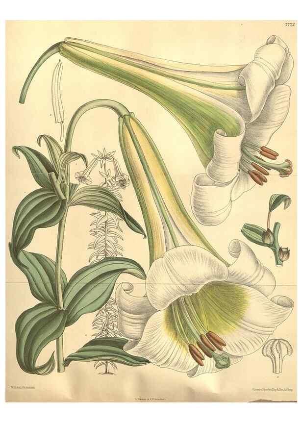 Reproducción/Reproduction 8635517230: Curtis's botanical magazine.. London ;New York [etc.] :Academic Press [etc.]