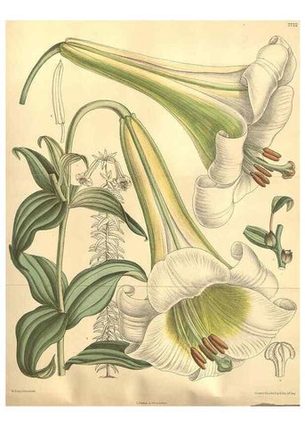 Reproducción/Reproduction 8635517230: Curtis's botanical magazine.. London ;New York [etc.] :Academic Press [etc.]