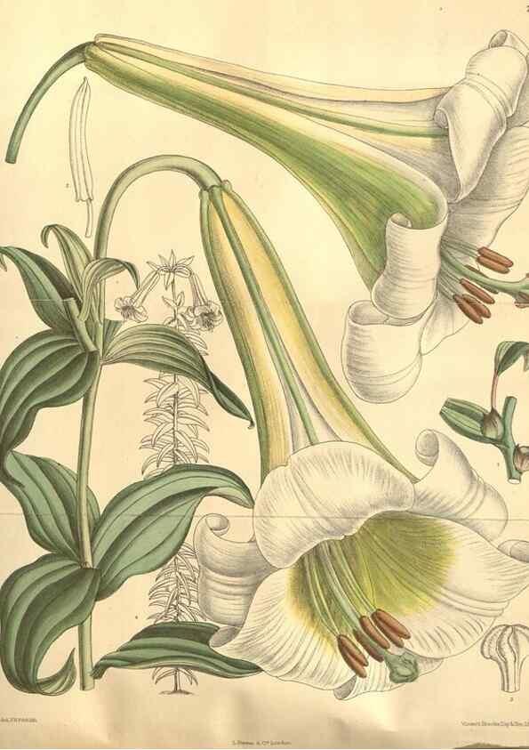 Reproducción/Reproduction 8635517230: Curtis's botanical magazine.. London ;New York [etc.] :Academic Press [etc.]